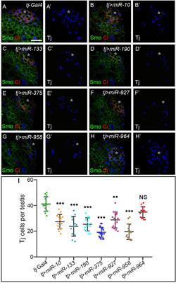 Dissection of the microRNA Network Regulating Hedgehog Signaling in Drosophila